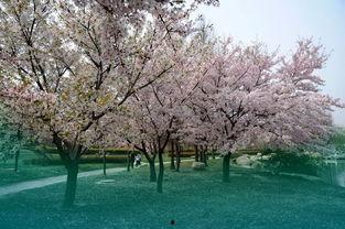 国产春色在线,探寻中国电影中的青春与色彩 第3张 国产春色在线,探寻中国电影中的青春与色彩 第3张