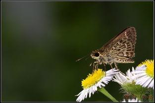 国产采精小蝴蝶,探寻自然之美与科技创新的完美融合 第2张 国产采精小蝴蝶,探寻自然之美与科技创新的完美融合 第2张