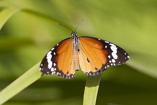 国产采精小蝴蝶,探寻自然之美与科技创新的完美融合 第3张 国产采精小蝴蝶,探寻自然之美与科技创新的完美融合 第3张