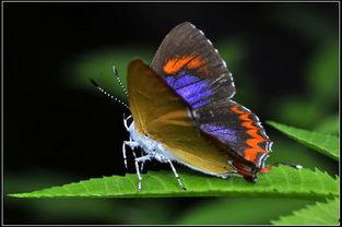 国产采精小蝴蝶,探寻自然之美与科技创新的完美融合 第2张 国产采精小蝴蝶,探寻自然之美与科技创新的完美融合 第2张