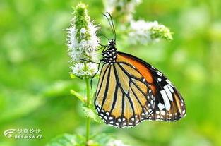 国产采精小蝴蝶,探寻自然之美与科技创新的完美融合 第3张 国产采精小蝴蝶,探寻自然之美与科技创新的完美融合 第3张