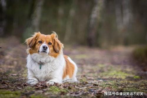 国产乱叫,揭秘国产电影中的独特声音魅力 第3张 国产乱叫,揭秘国产电影中的独特声音魅力 第3张