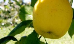 特黄国产,探寻神秘东方古国的传奇与魅力 第3张 特黄国产,探寻神秘东方古国的传奇与魅力 第3张